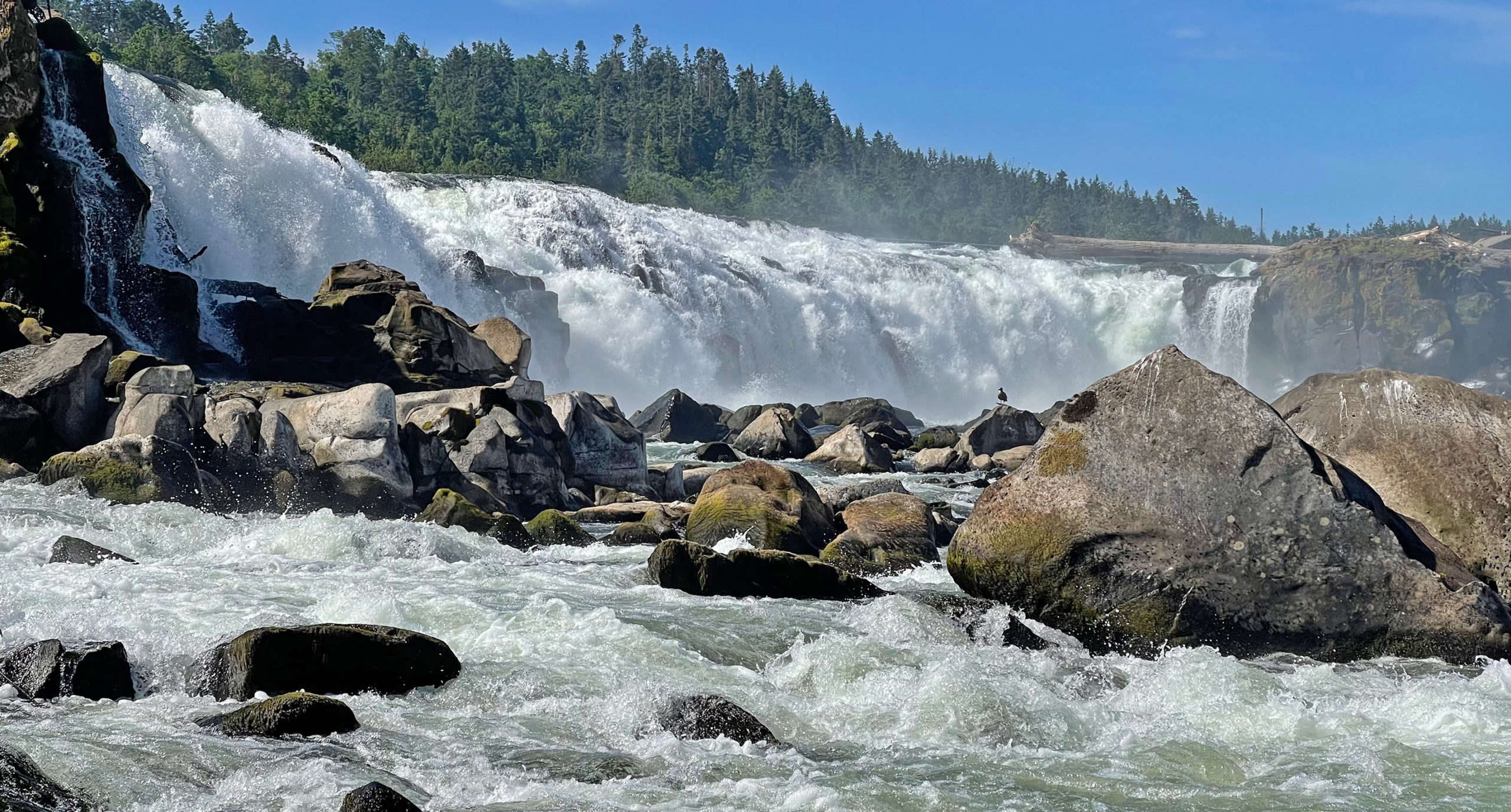 Closeup of Willamette Falls seen from the river, with the rapids in the foreground.