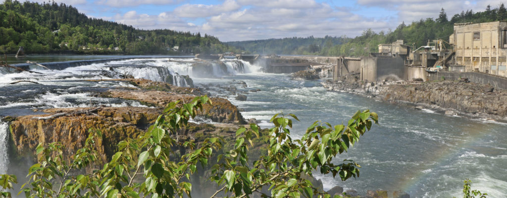 A view of Willamette Falls with foliage in the foreground.