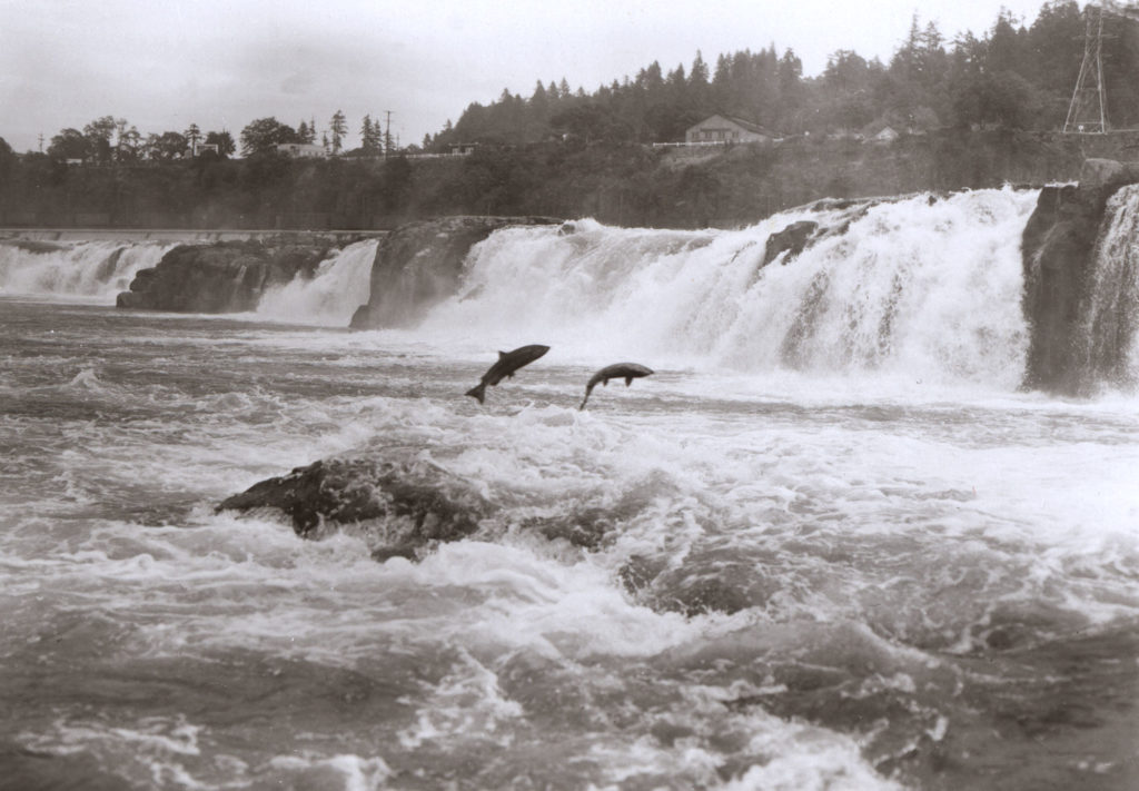 Vintage photograph of two large salmon leaping at Willamette Falls.